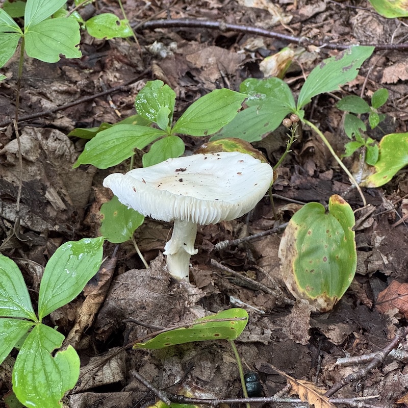 Grand champignon blanc aux lames blanches poussant parmi les feuilles mortes en sous-bois.