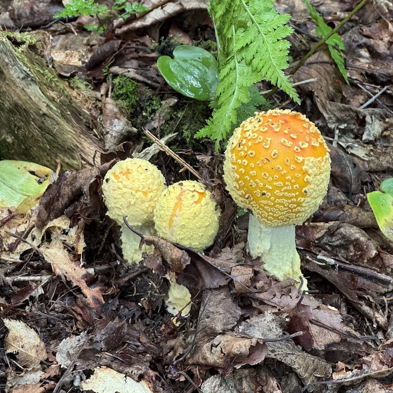 Groupe de trois jeunes champignons jaune orangé couverts de verrues pâles sur un sol forestier.