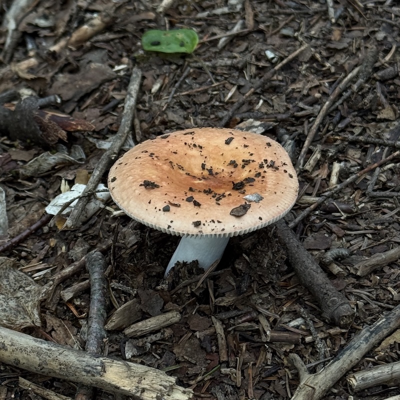 Champignon au chapeau légèrement creusé au centre, parmi des brindilles et des copeaux de bois.