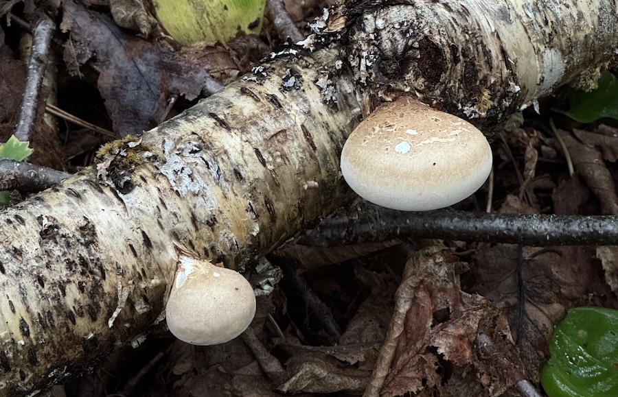 Deux petits champignons beige clair poussant sur un tronc de bouleau au sol.