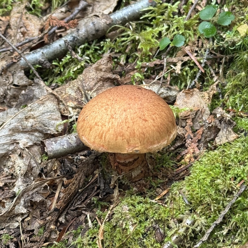 Champignon brun au chapeau arrondi poussant dans la mousse au sol.