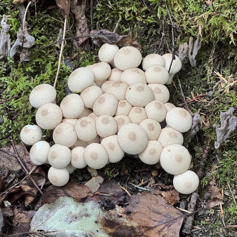Grappe dense de petites vesses-de-loup blanches poussant sur un sol de mousse et de feuilles mortes.