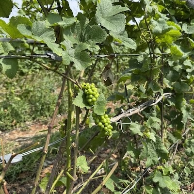 Grappes de raisins verts poussant sur un cep de vigne dans un vignoble ontarien.