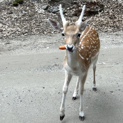 Jeune daim tacheté au Parc Oméga tenant une carotte dans sa bouche.